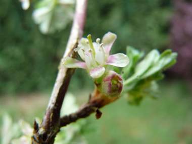 Fleurs d'abord verdâtres et roses puis verdâtres et rouges; uniques ou groupées par 2, elle sont portées par un petit pédoncule portant des feuilles. Agrandir dans une nouvelle fenêtre (ou onglet)